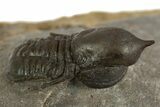 Pelagic Trilobite (Cyclopyge) Fossil - Huge Eyes #344603-1